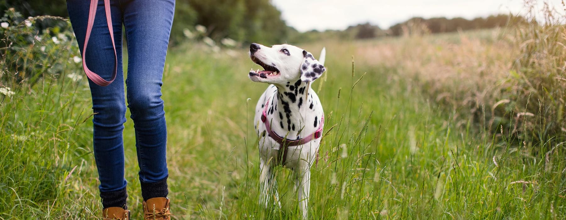 dalmation pup and master walking in a field of tall grass